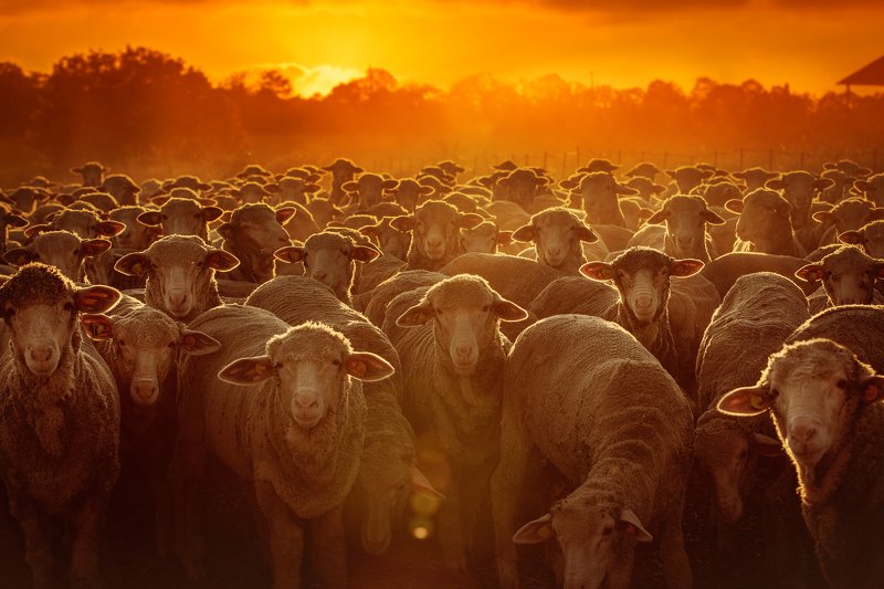 Society at sunset фото превью
