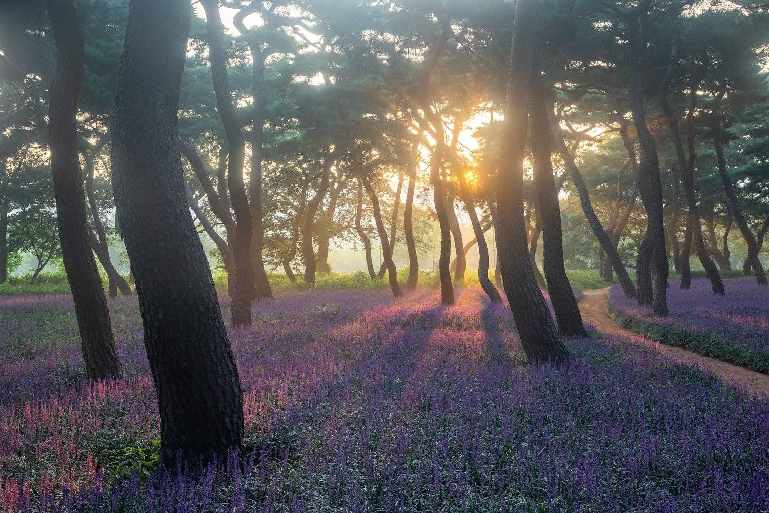 flower, bloom, forest, place, korea, pine, Jaeyoun Ryu