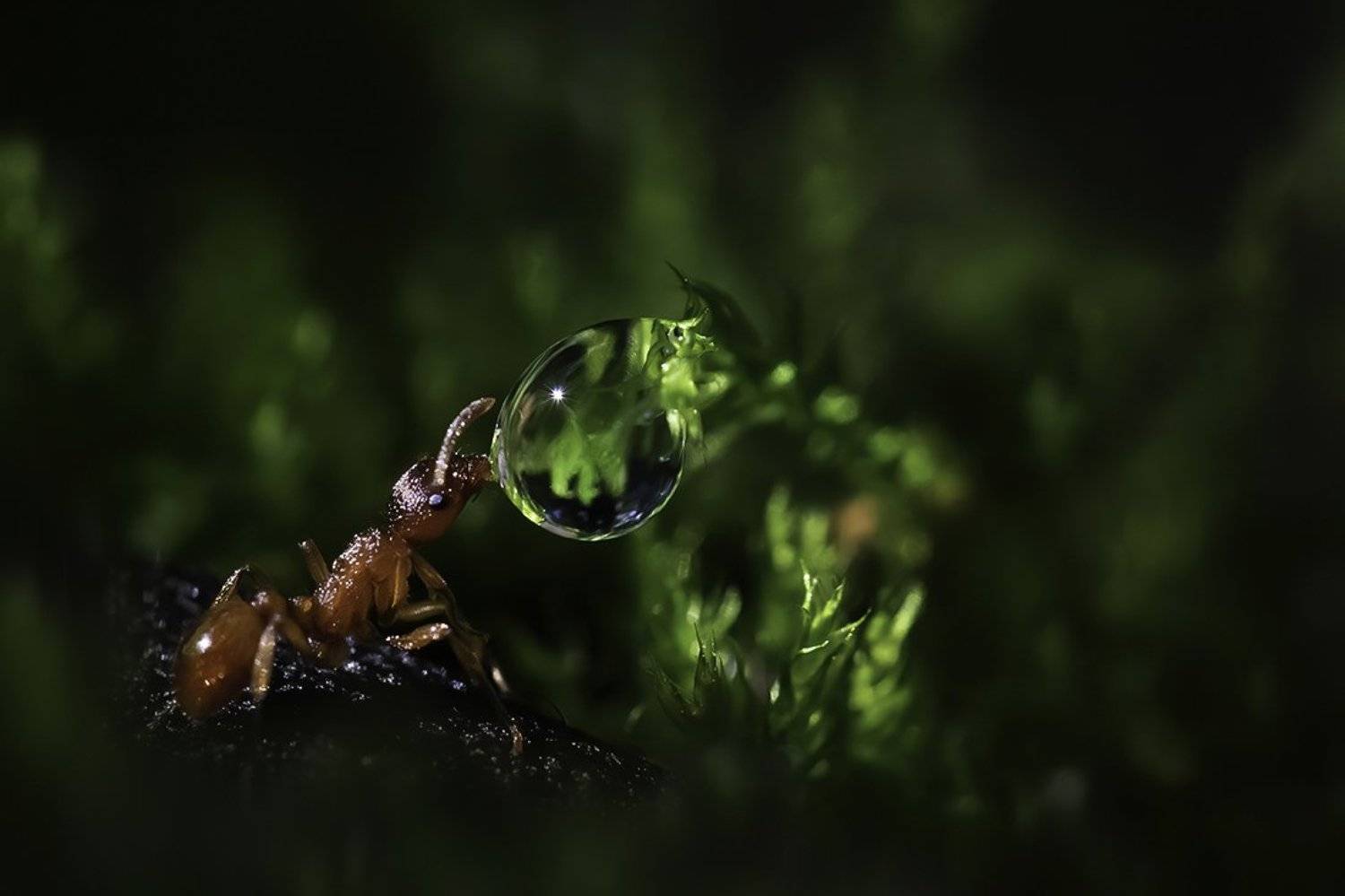 муравей, капля, луч, свет, Наталия Сытина