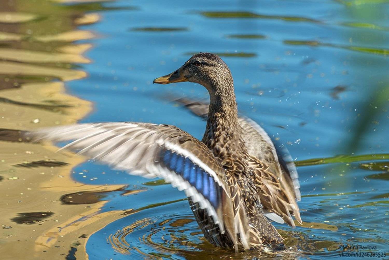 утка, птицы, кряква, животный мир, лесопарк александрино, лето, природа, город, петербург, Марина Павлова