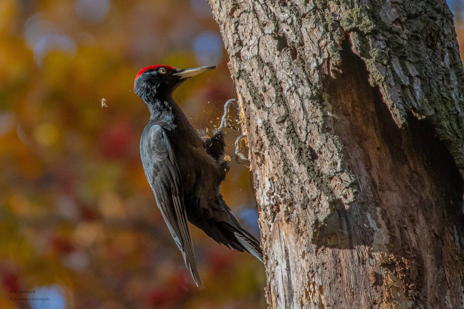 Птицы, Желна, Дятел, ФотоОхота, Дронов Константин