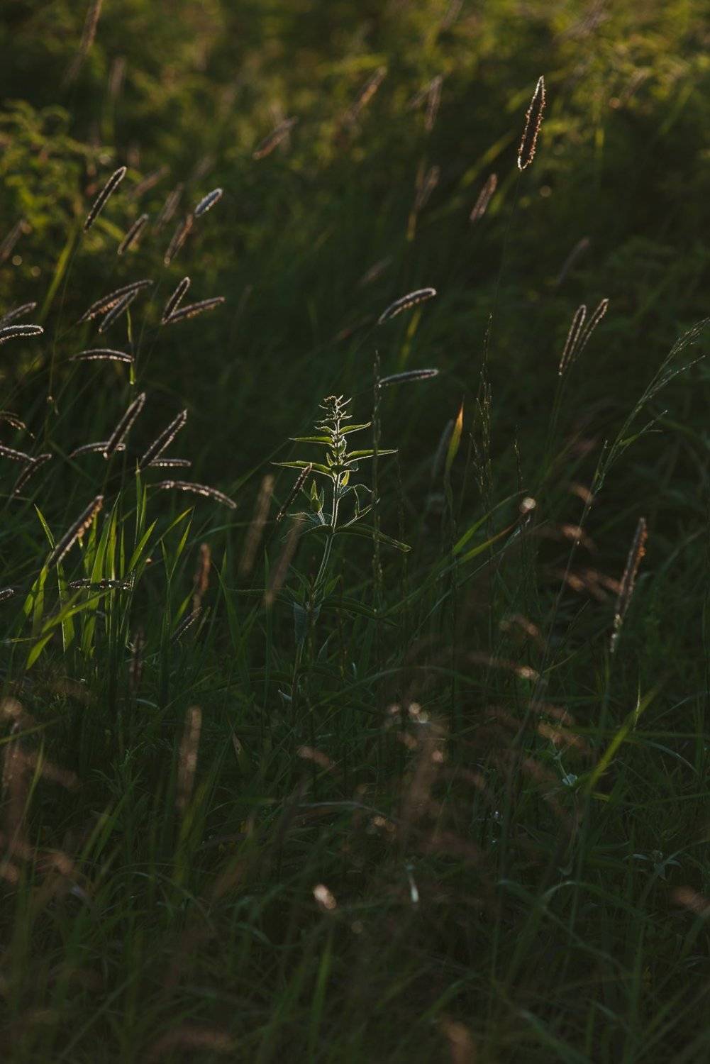 , Григорий Пиль