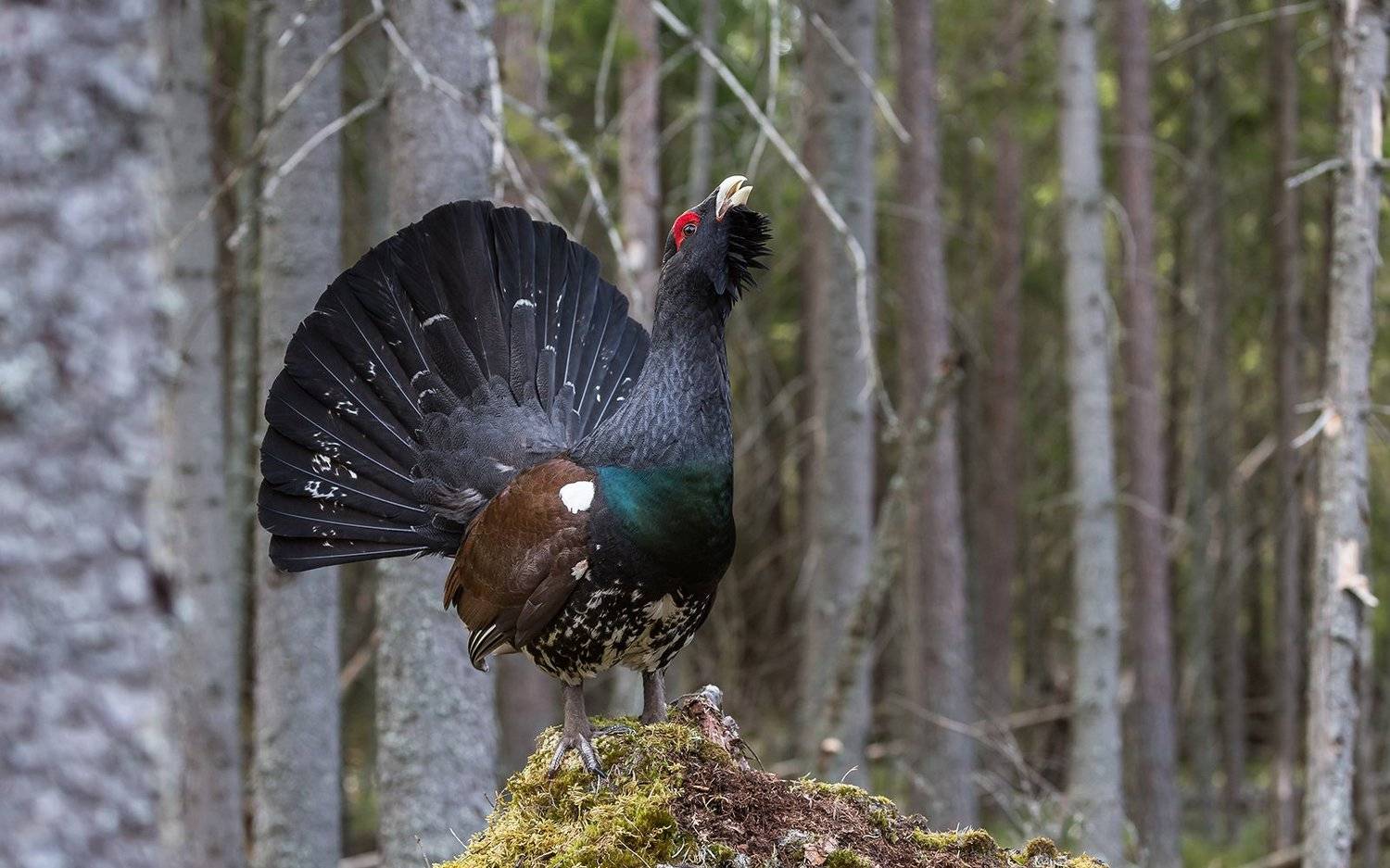 птица, дикая птица,  орнитология, дикая природа, фотоохота, ток, глухарь, глухариный ток, весна, Victor Dubinkin