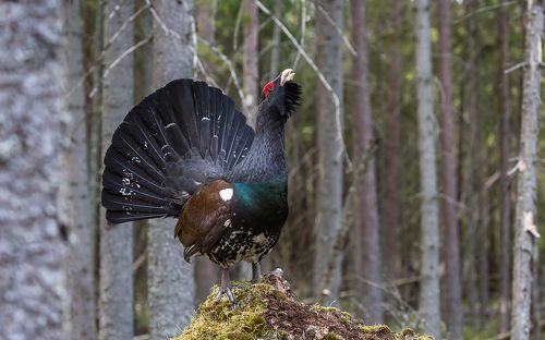 На току. Глухарь.