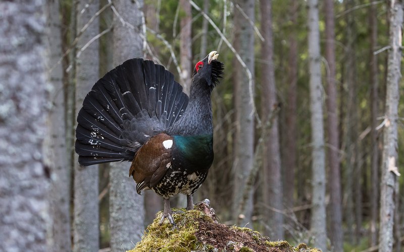 птица, дикая птица,  орнитология, дикая природа, фотоохота, ток, глухарь, глухариный ток, весна На току. Глухарь. фото превью