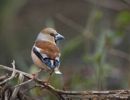 Самец дубоноса в весеннем наряде.
