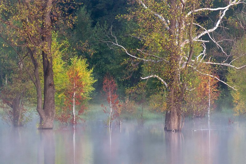 утро, рассвет, восход, туман, лучи Осенний этюд фото превью
