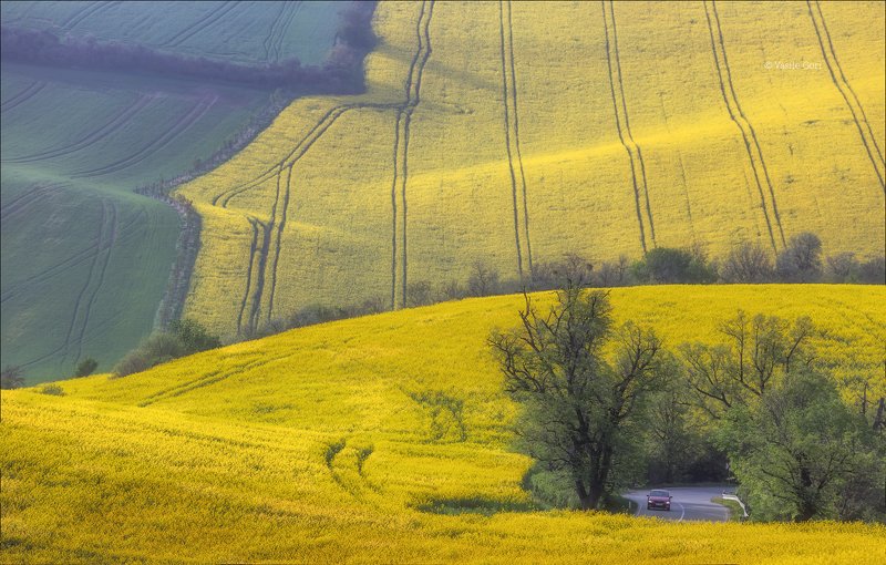 южная моравия,пейзаж,карлинские волны,линии,south moravian,lines,свет,czech,весна,чехия,landscapes,поле,рапс Моравские переливы фото превью