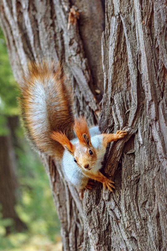 canon 50,  beautiful, красивый, moment, момент, nature, природа,  wildlife,  animal, животное,  forest, лесное, fluffy, пушистая,  red, рыжая, squirrel, белка, Вкусняшки есть? :) фото превью