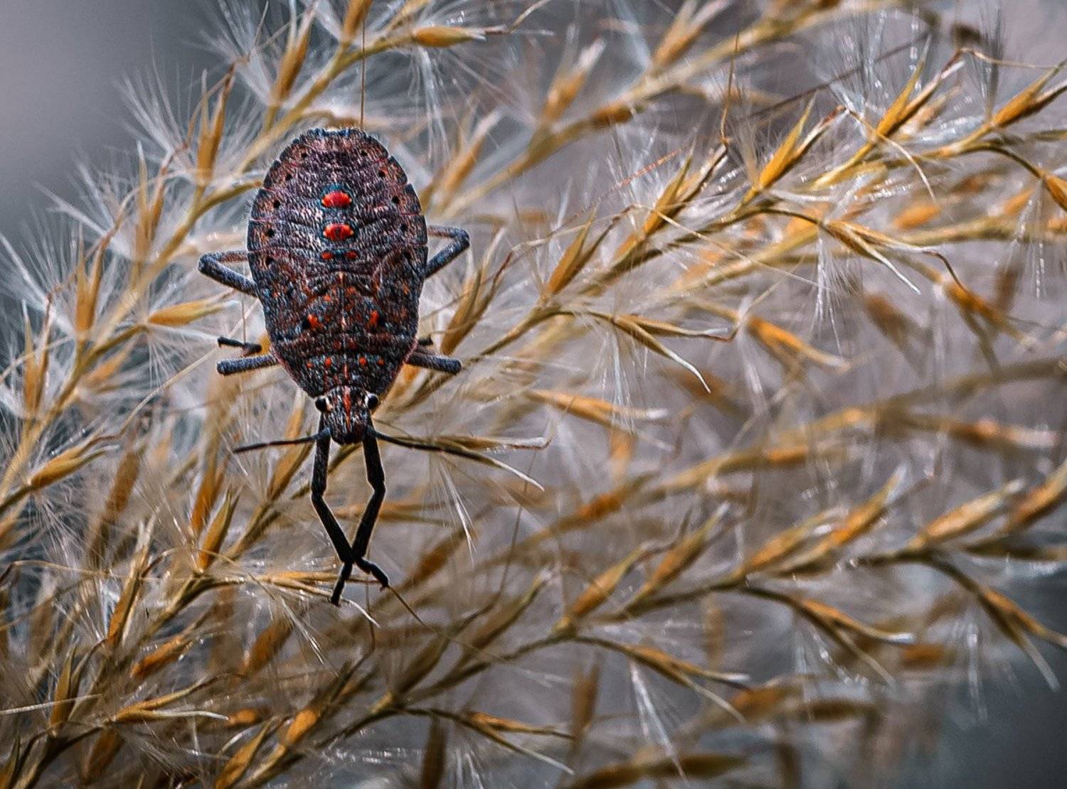 природа, макро, насекомое, клоп, Неля Рачкова