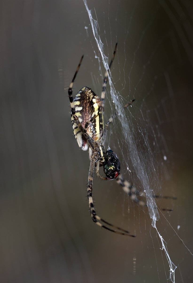 , Александр Земляной