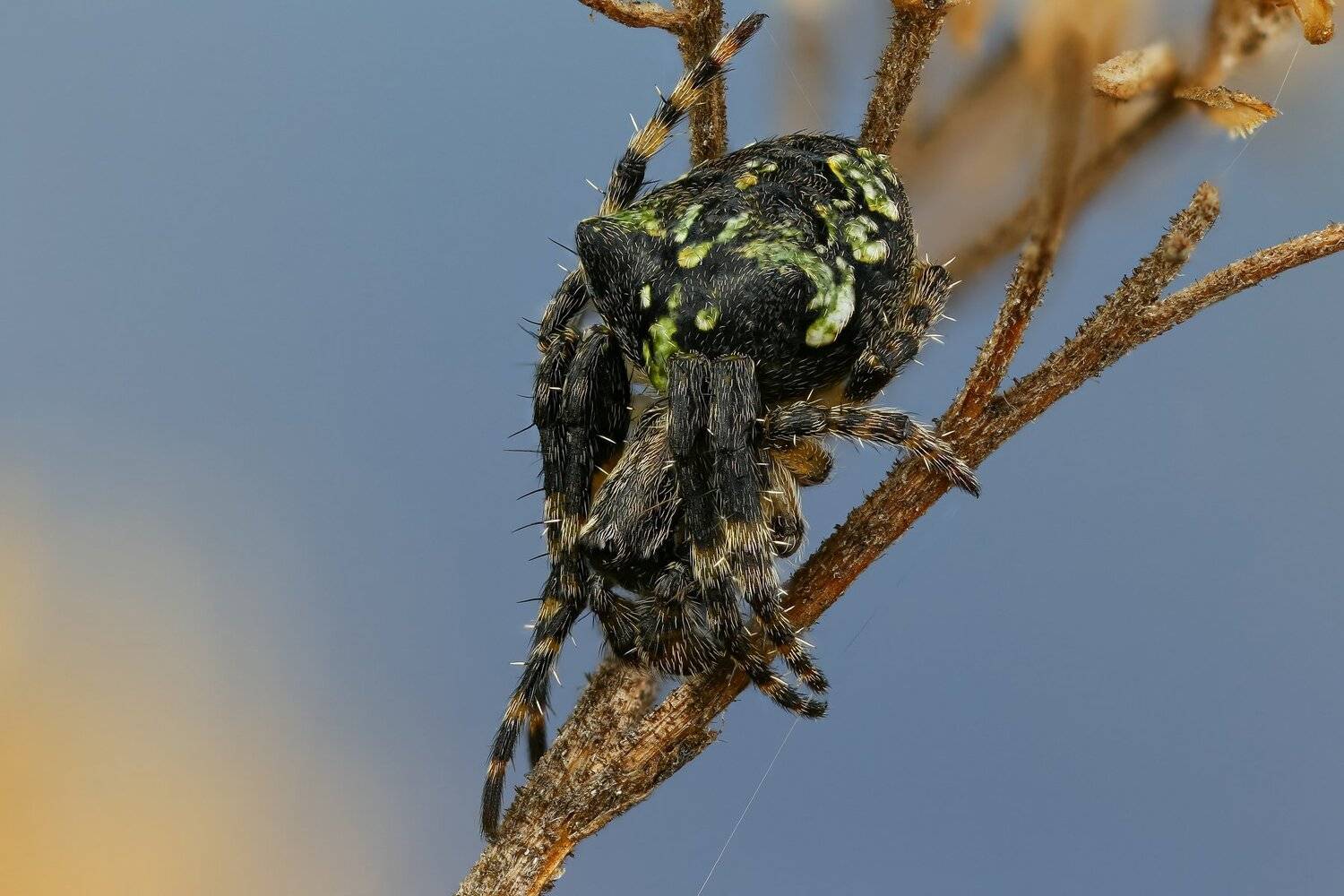 макро,природа,паук,цвет,коричневый,синий,черный,животное,растение, Андрей Шаповалов