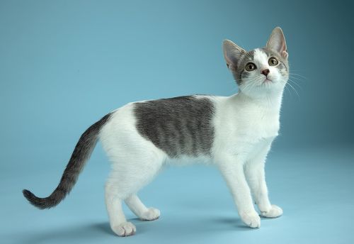 Cat Sage. Котенок Сэйдж