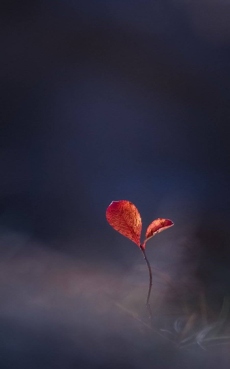 , Вячеслав Мищенко