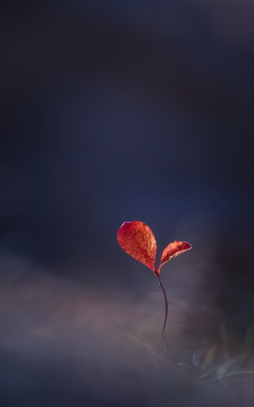 Два билета в осень... фото превью