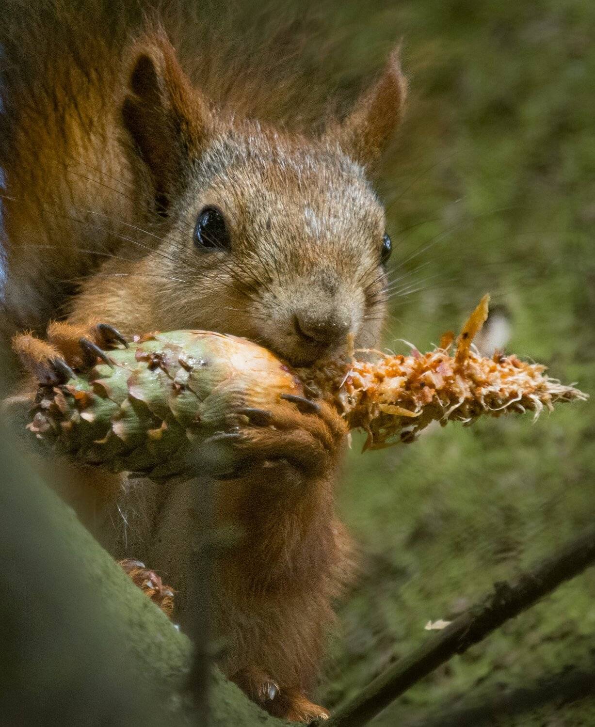 , Курлянцев Алексей
