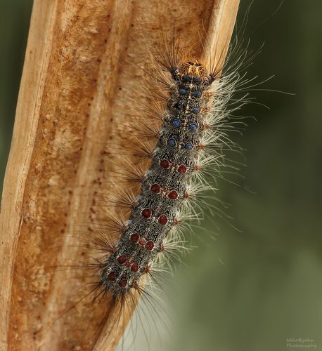 Непарный шелкопряд