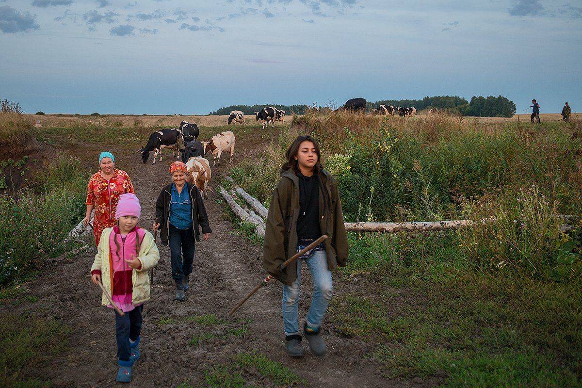 провинция, село, стадо, вечер, Владислав Никишин