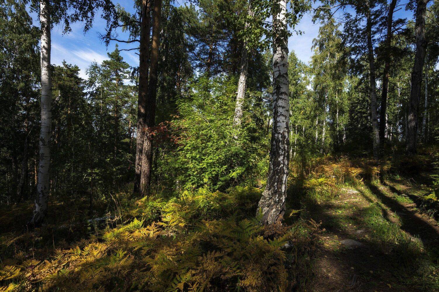 , Андрей Шарапов