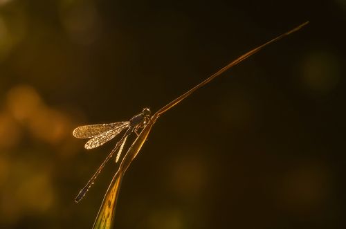 Обитатель чудесных мест !