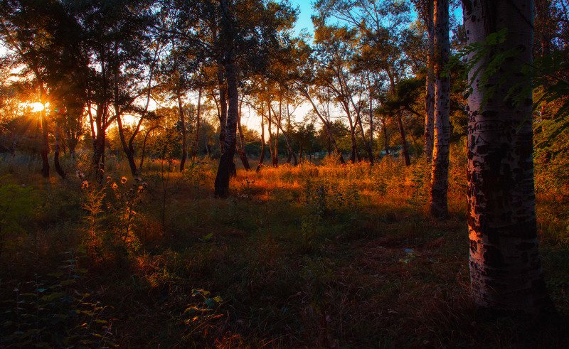Прогулка по парку.. фото превью