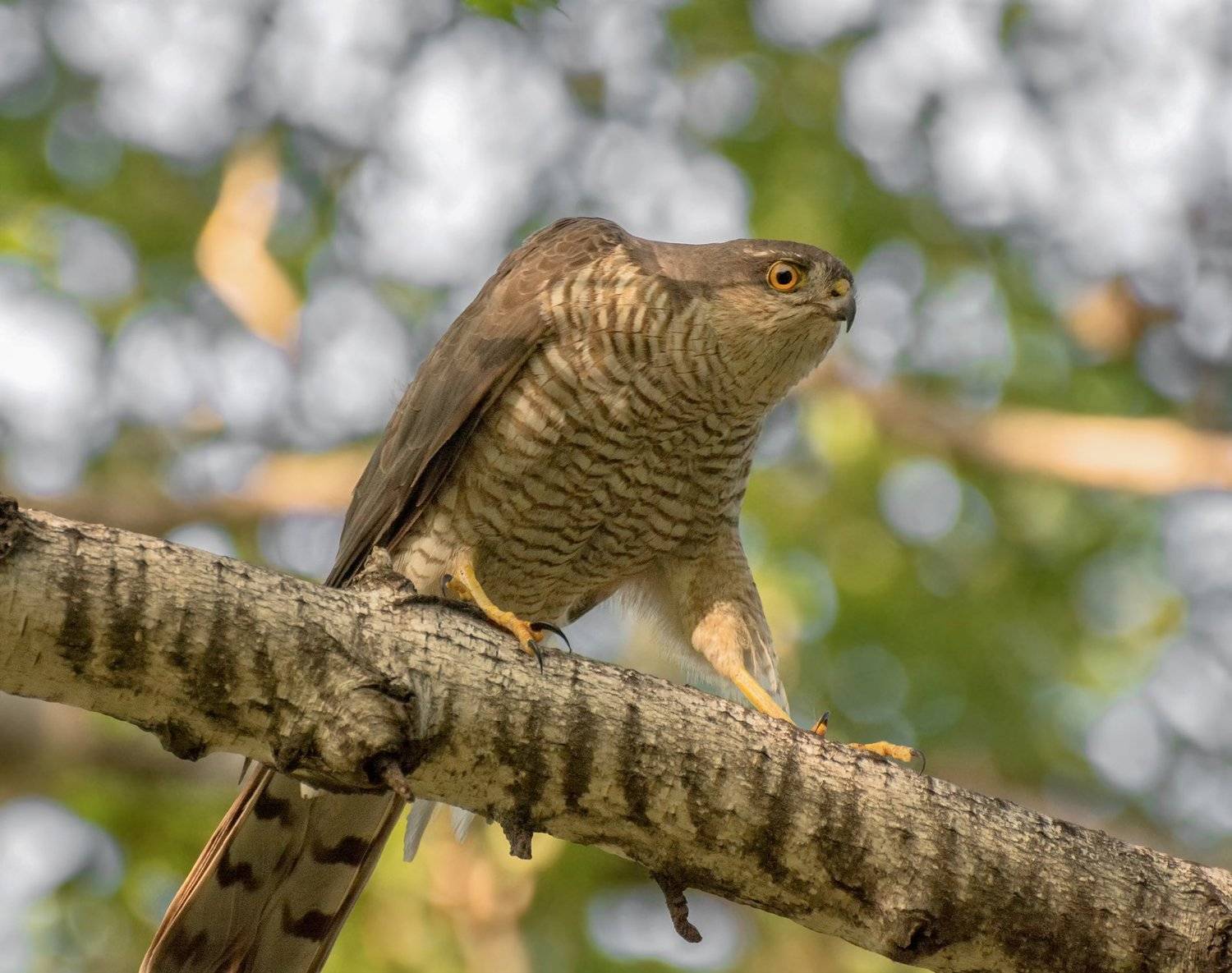хищная птица, ястреб,, Марина Мочалова