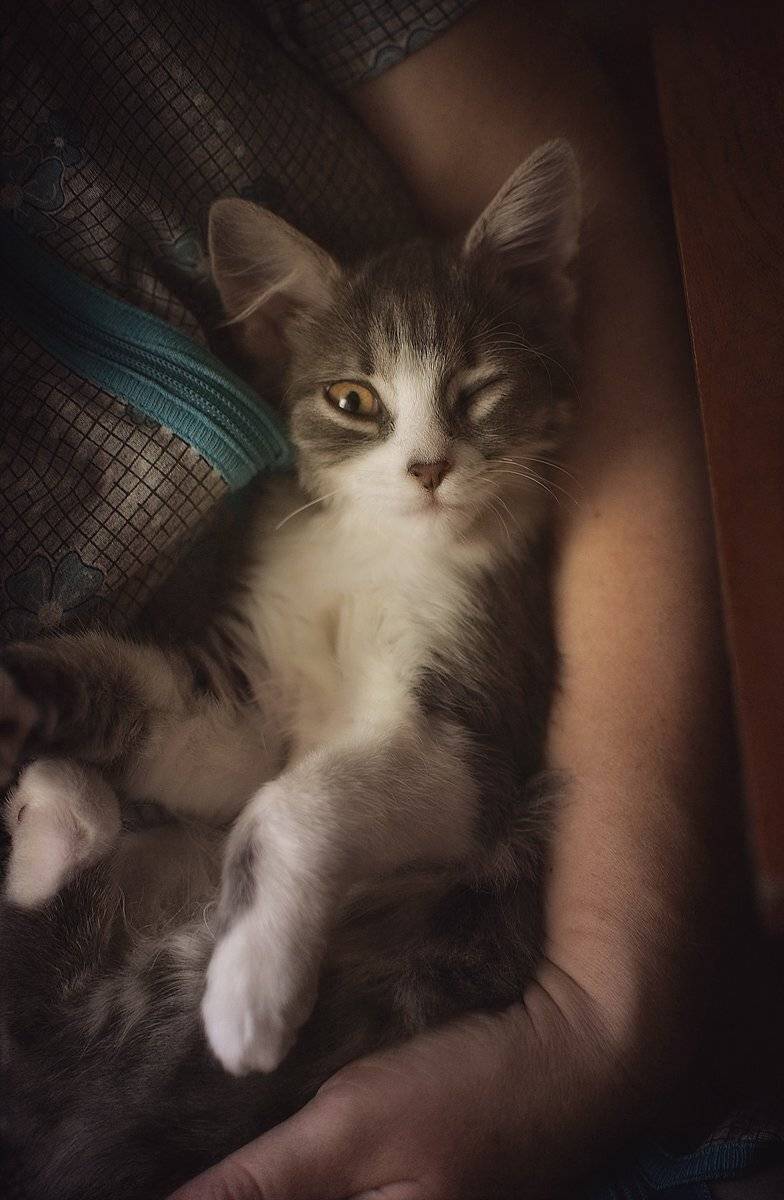 , Александр Хромеев