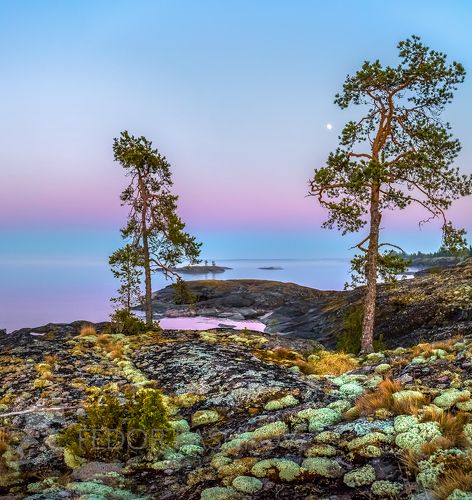 Сосны на острове