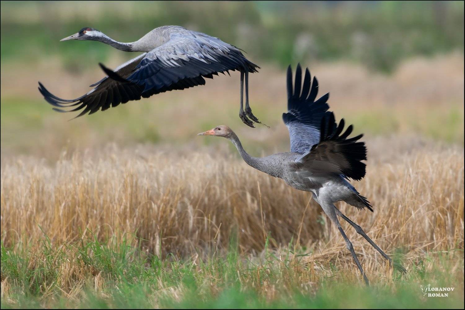 журавль, сергиев, посад, лобанов, птицы, Lobanov Roman
