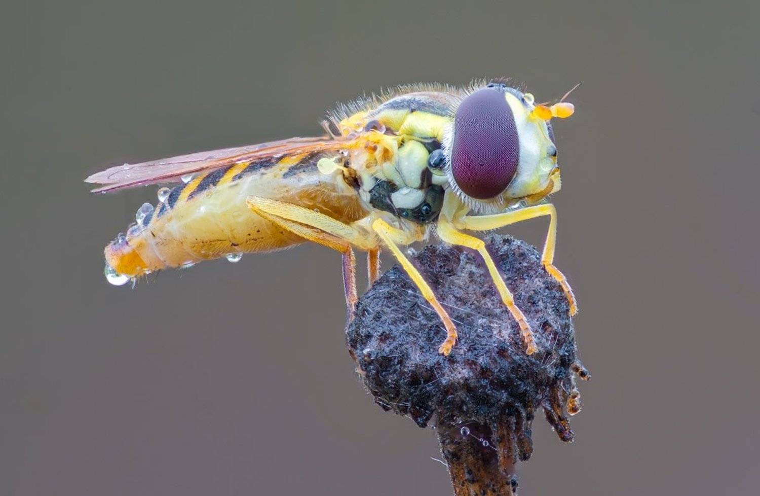 , Сергей Брагин