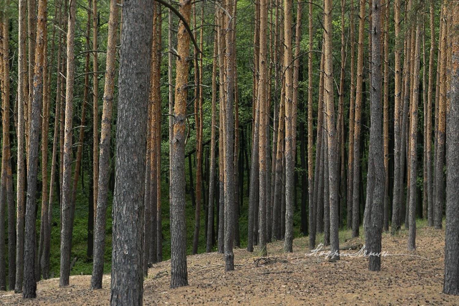 , Андрей Ляпин