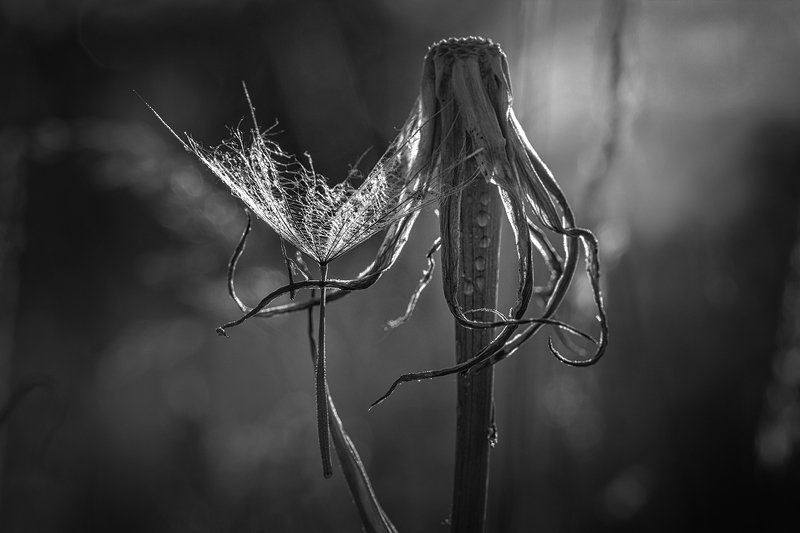 tokina 100 macro, beautiful, красивый, moment, момент, nature, природа, summer, лето, летняя, parachute, парашютик, salsify, козлобородник, black and white, чернобелая, monochrome, монохром, monoart, bw, Дай обниму тебя перед разлукой... фото превью