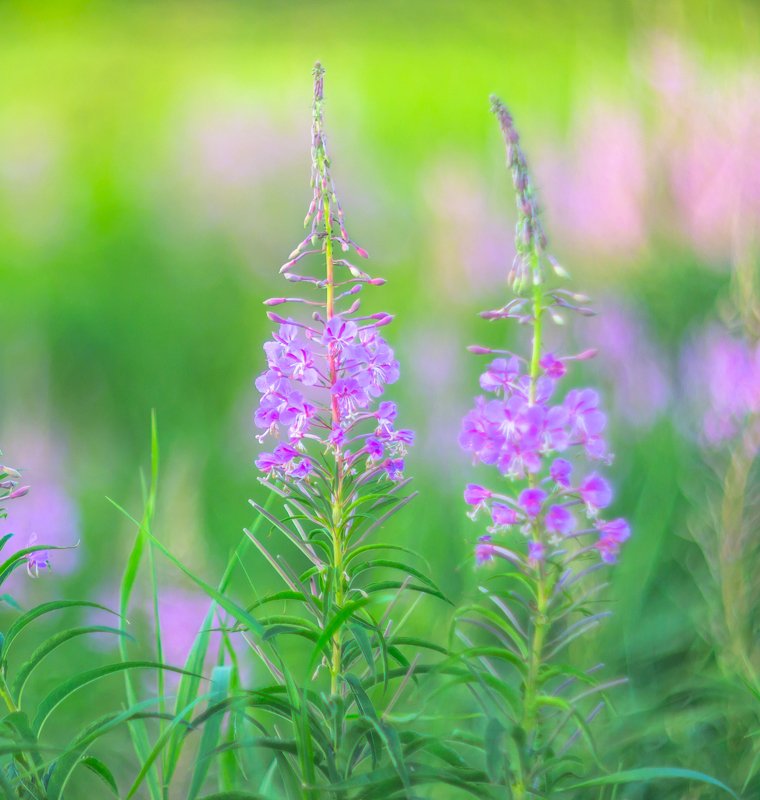 кипрей, иван-чай, лето, акварель, природа, лес, трава Акварель уходящего лета фото превью