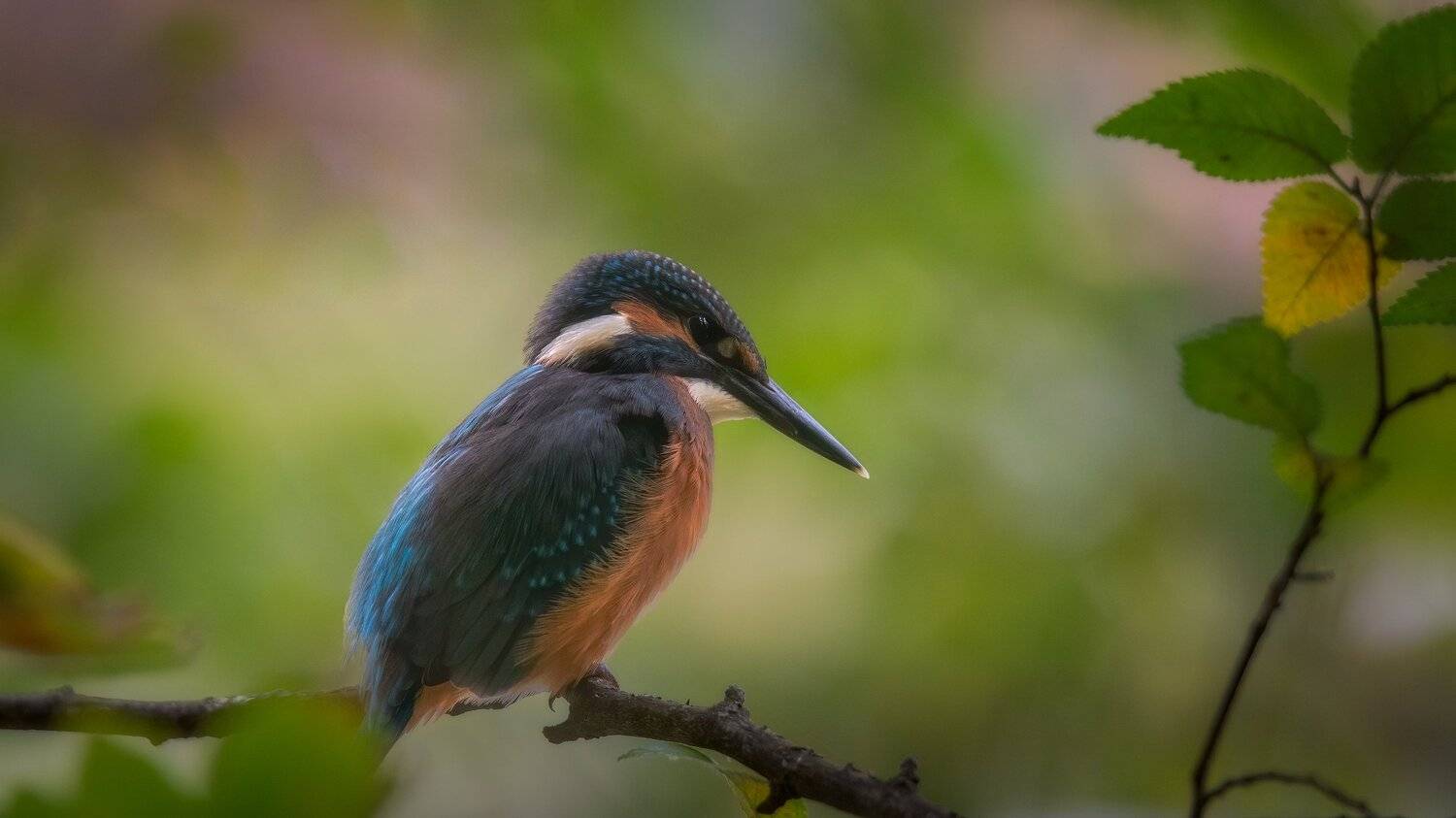 , Alexander Plekhanov