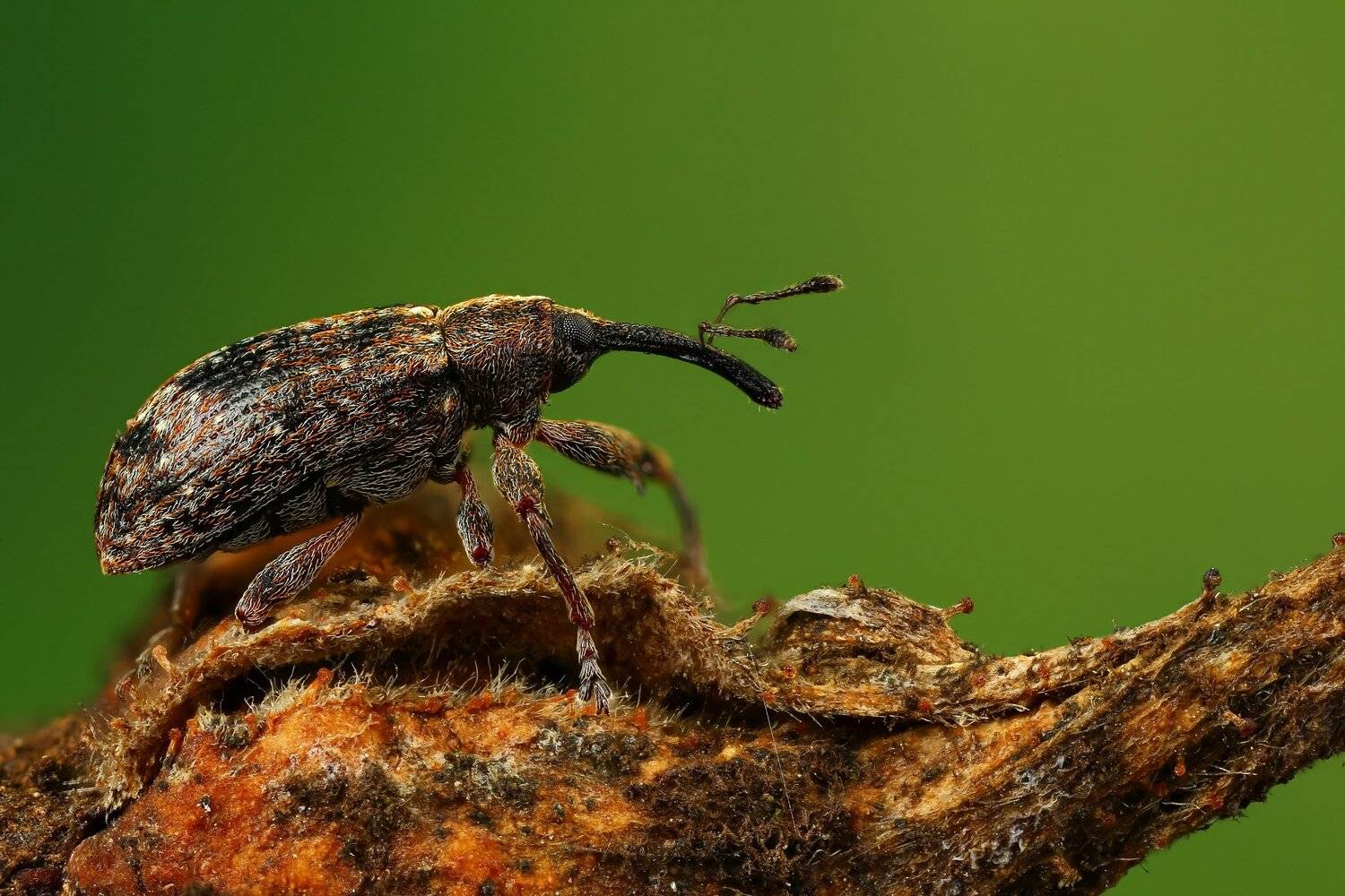 макро,природа,насекомое,животное,жук,долгоносик,цвет,растение,зеленый, Андрей Шаповалов
