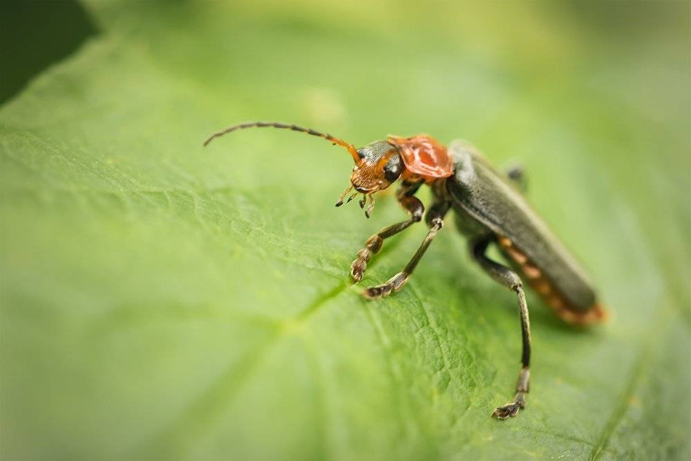 макро, жук, природа, macro, bug, Марина Хилько