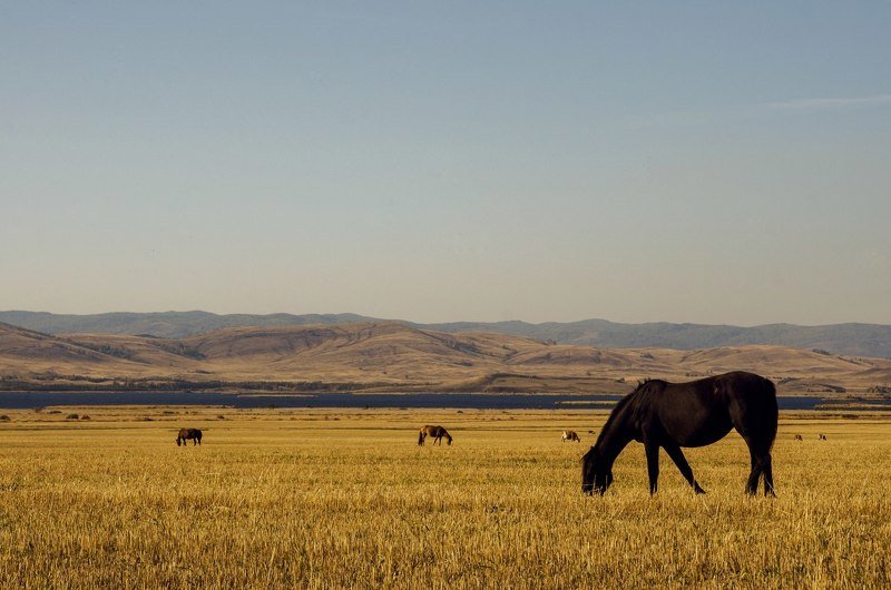 horse фото превью