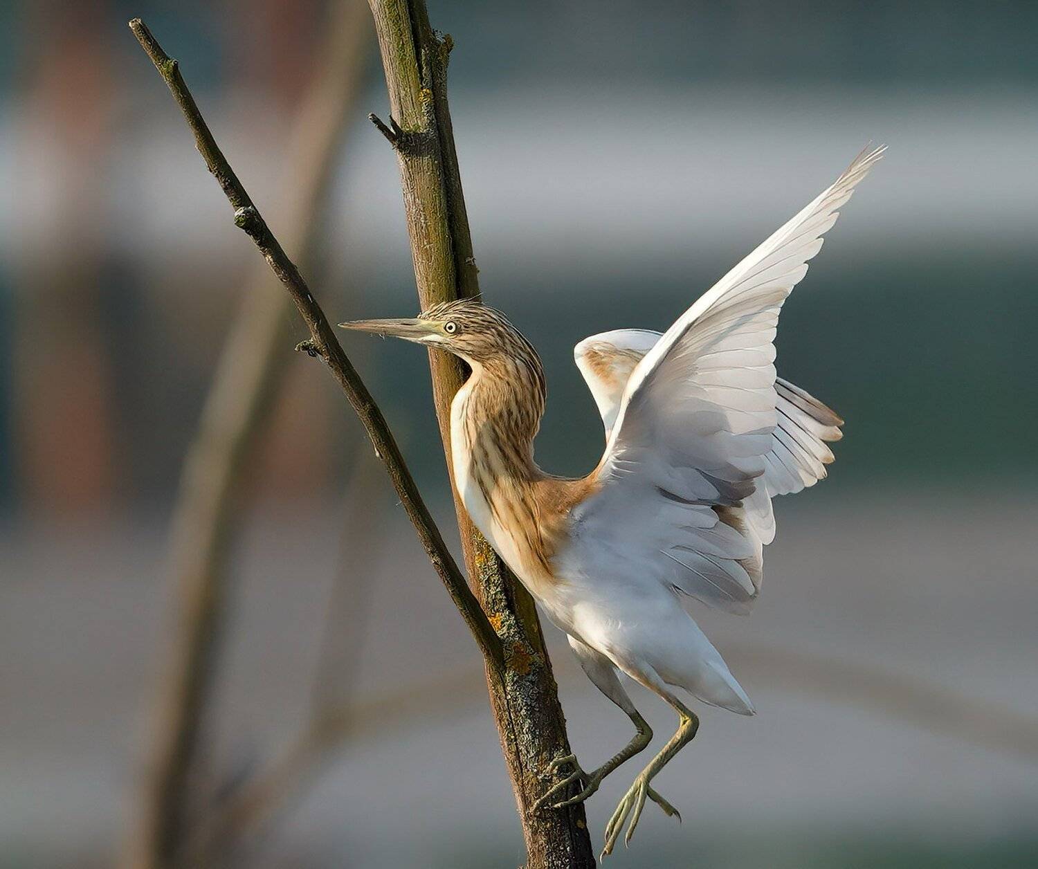 , Красимир Георгиев