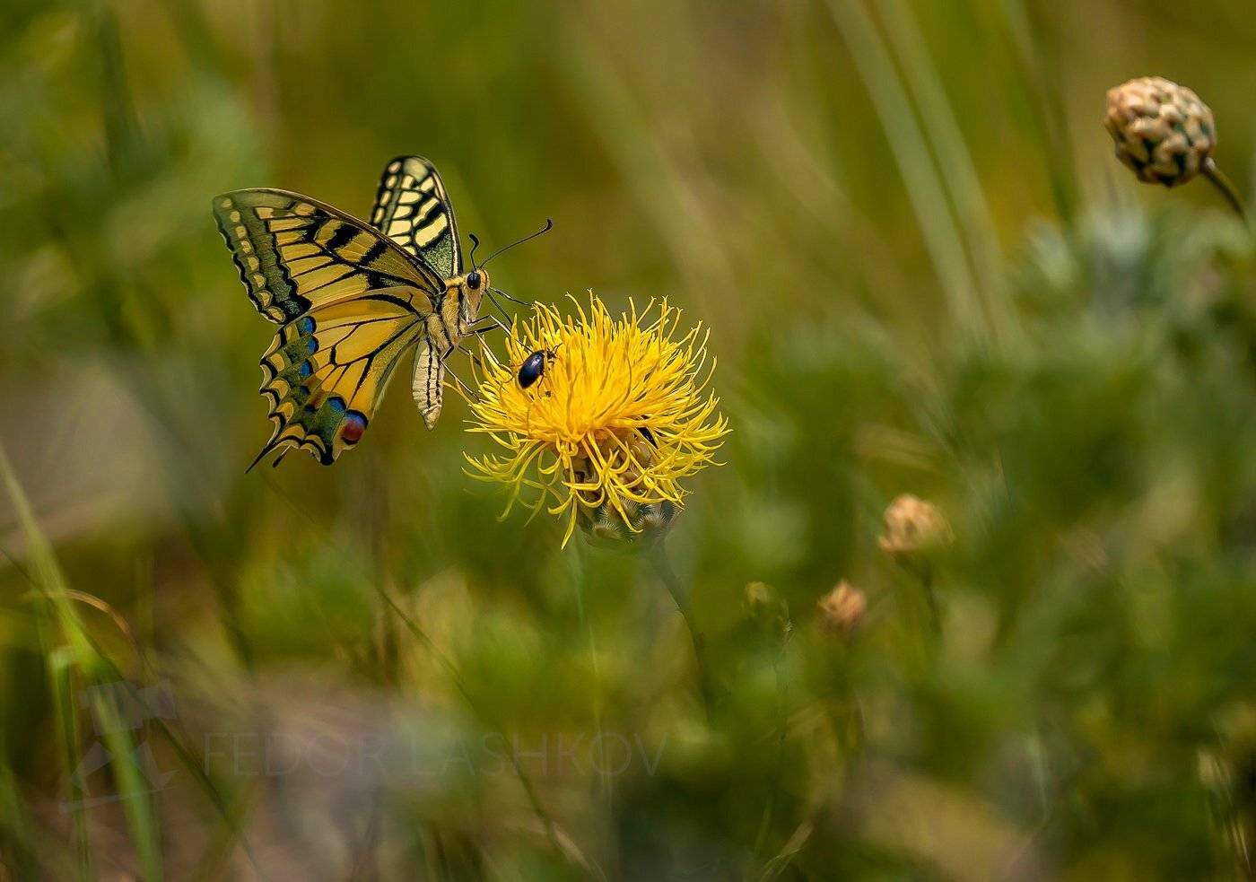 ставропольский край, ставрополье, махаон, бабочка, насекомое, лето, пёстрый,, Лашков Фёдор