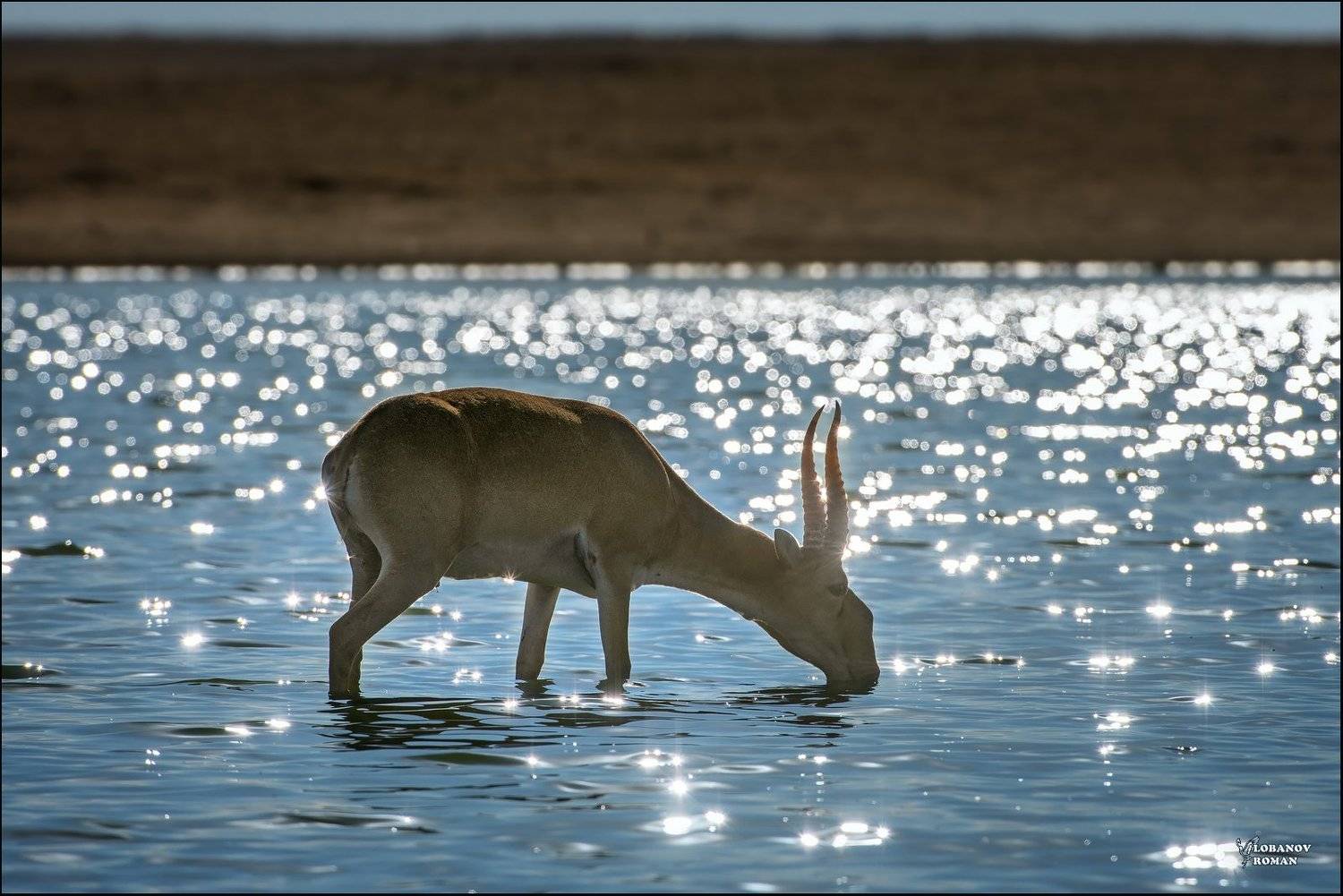 заказник, степной, сайгак, лобанов, сергиев, посад, Lobanov Roman