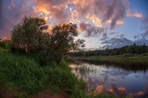 пурпурный август