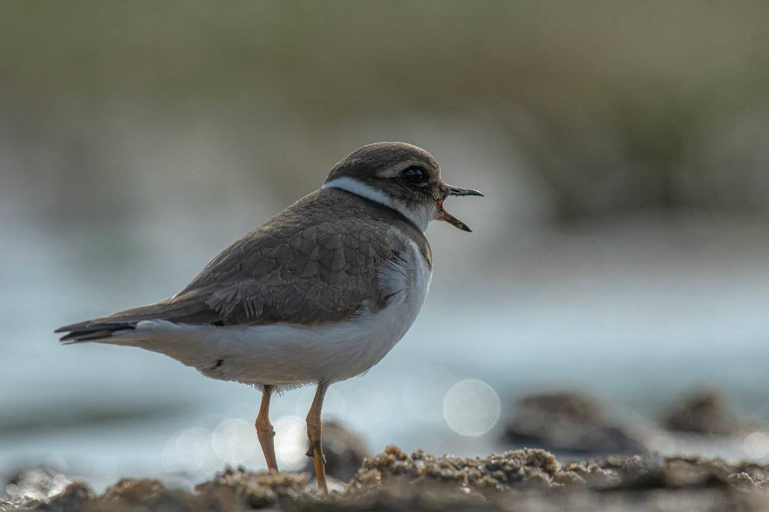 птицы,природа, лето, Андрей Киселёв