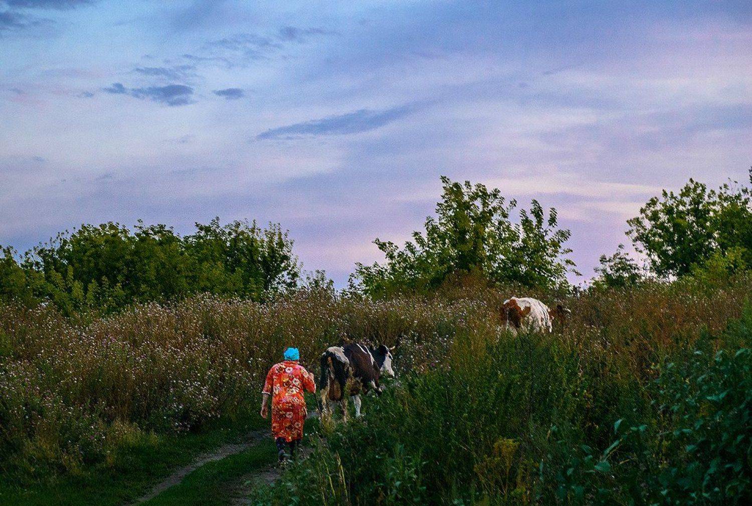 провинция, село, стадо, вечер, Владислав Никишин