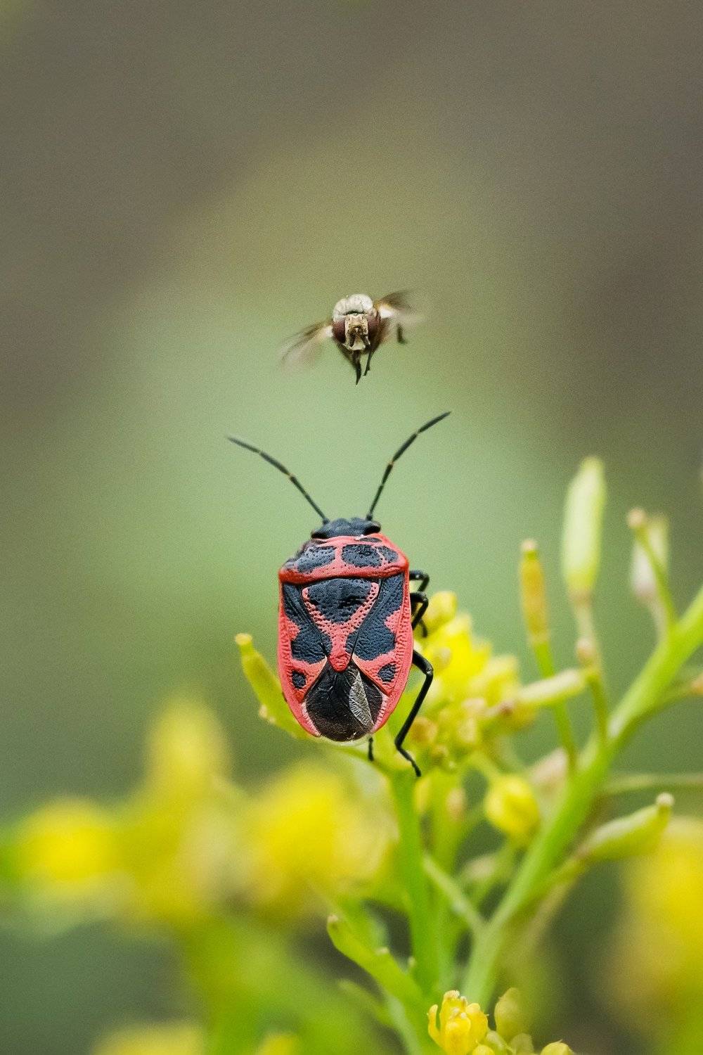 , Шинкарева Елена