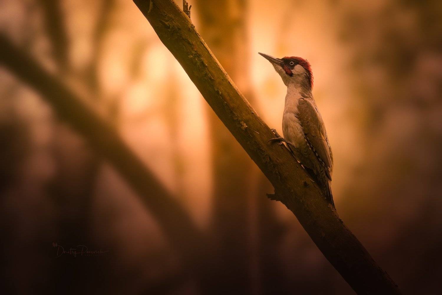 природа, лес, поля, огороды, животные, птицы, макро, Дмитрий Посевич