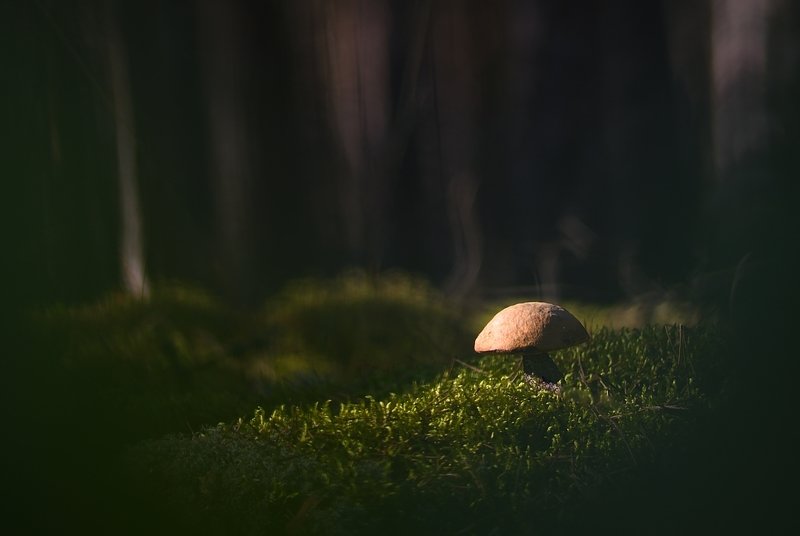 In the sun фото превью