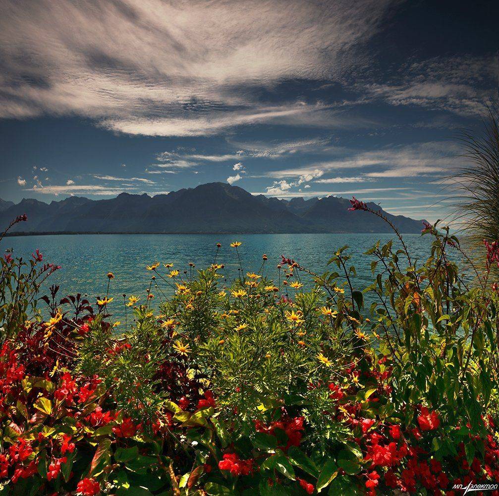 swiss, Матвеев Николай