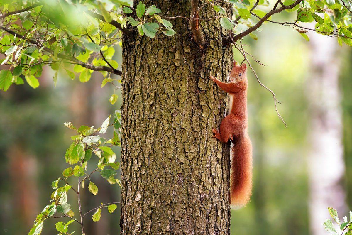 squirrel, wildlife, белка, Wojciech Grzanka