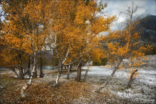 Березовая осень