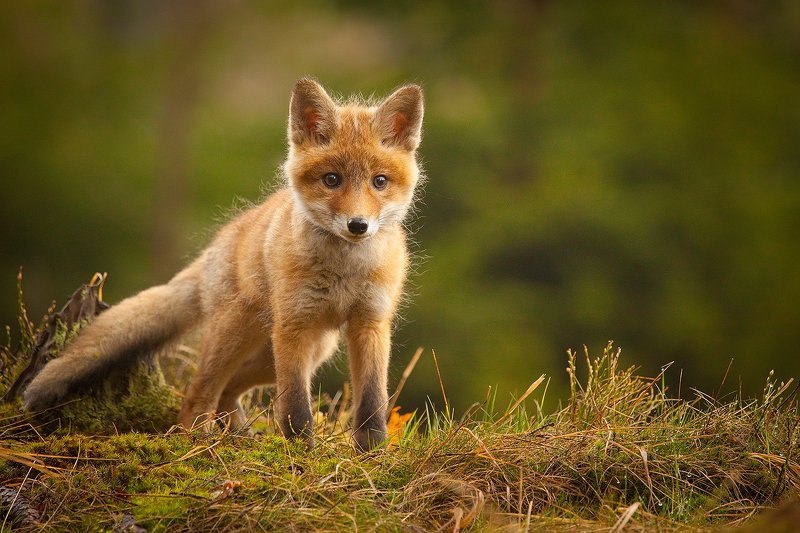 Fox фото превью